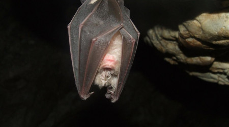 Fledermaus (Quelle: Bild von Gy&ouml;rgy Károly Tóth auf Pixabay )